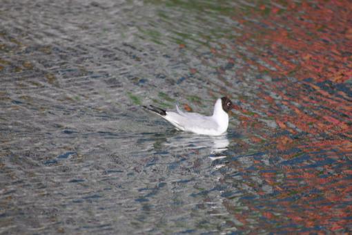 Free Stock Photo of Floating in metallic waters