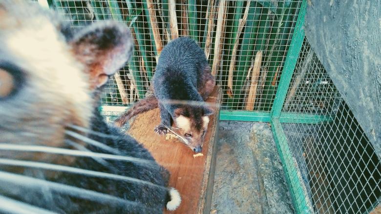 Free stock image of Kukang created by Aufa Akmal Bunaya