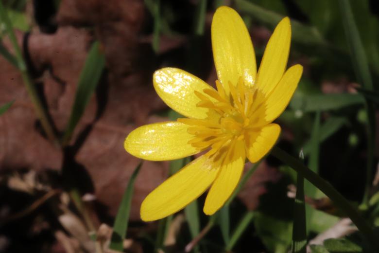 Free stock image of Yellow spring flower close-up created by GAIMARD Jacques