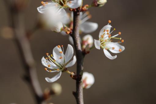 Flowers on a branch - Free Stock Photo