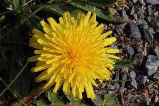 Free Stock Photo of Dandelion close-up