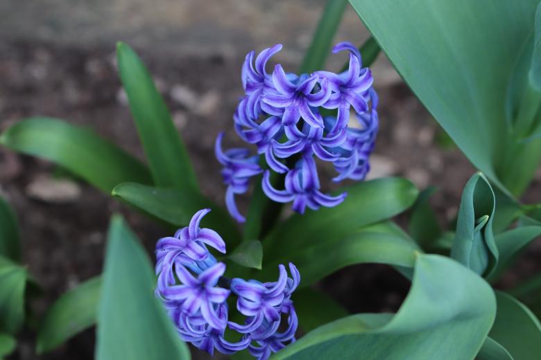 Free stock image of Blue hyacinth in a garden created by GAIMARD Jacques