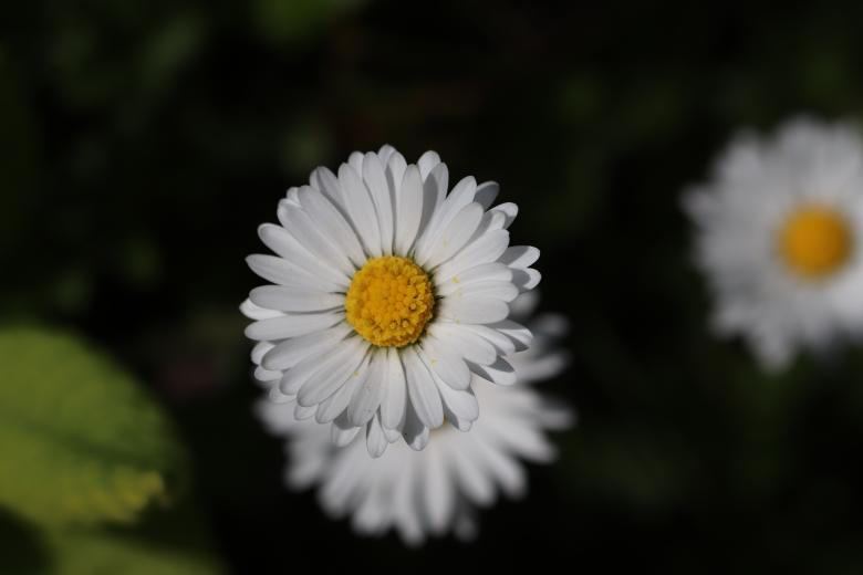 Free stock image of White daisy close-up created by GAIMARD Jacques