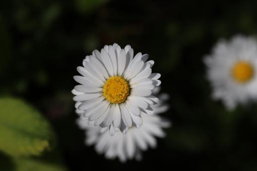 Free Stock Photo of White daisy close-up