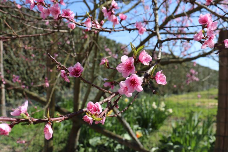 Free stock image of Pink blooming tree created by GAIMARD Jacques