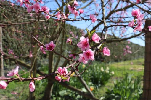 Free Stock Photo of Pink blooming tree