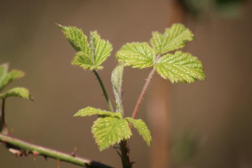 Spring leaves - Free Stock Photo