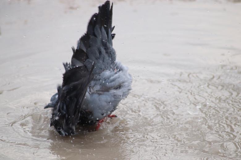 Free stock image of If only I could swim... created by GAIMARD Jacques