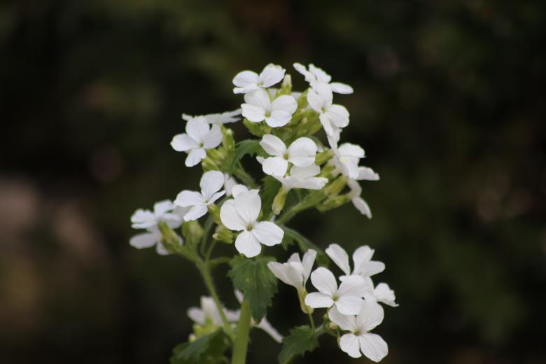 Free stock image of White spring flowers created by GAIMARD Jacques