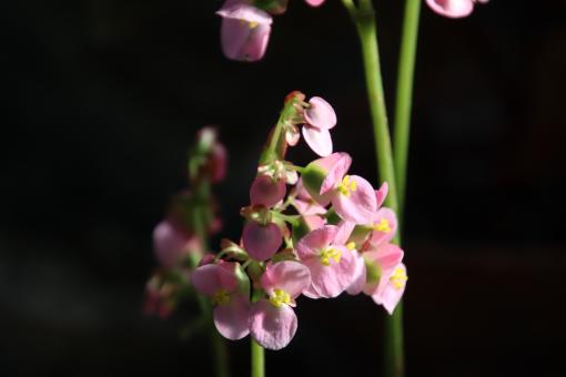 Tiny pink tropical flowers - Free Stock Photo