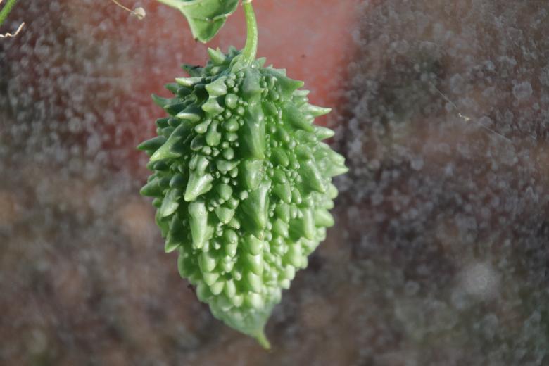 Free stock image of Weird tropical fruit created by GAIMARD Jacques