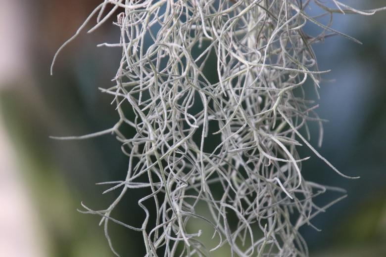 Free stock image of Epiphytic plant (tillandsia) created by GAIMARD Jacques