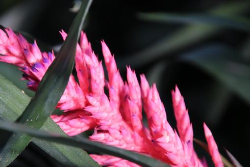 Pink bromeliad close-up - Free Stock Photo