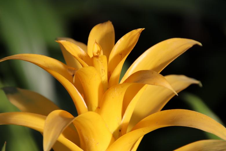 Free stock image of Yellow bromeliad created by GAIMARD Jacques