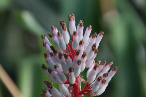 Very exotic flower - Free Stock Photo