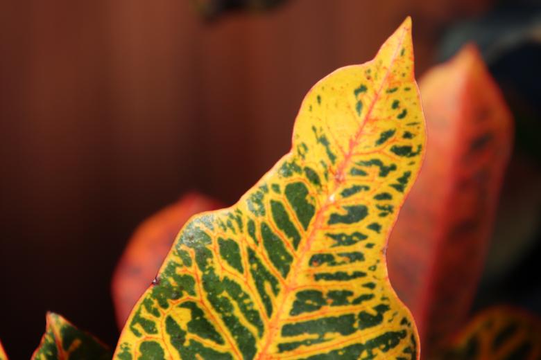 Free stock image of Tropical croton leaf created by GAIMARD Jacques