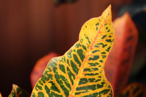Tropical croton leaf - Free Stock Photo