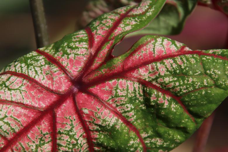 Free stock image of Beautiful tropical leaf created by GAIMARD Jacques
