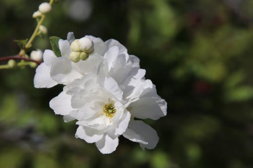 Free Stock Photo of White spring flower on a tree