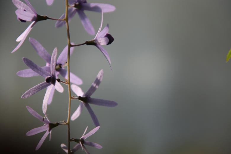 Free stock image of Beautiful tropical flower created by GAIMARD Jacques