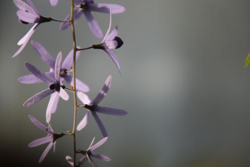 Beautiful tropical flower - Free Stock Photo