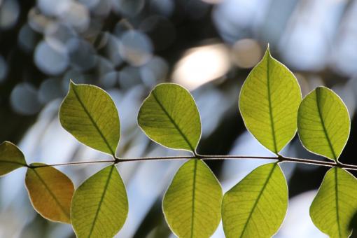 Back lighting on tropical leaves - Free Stock Photo
