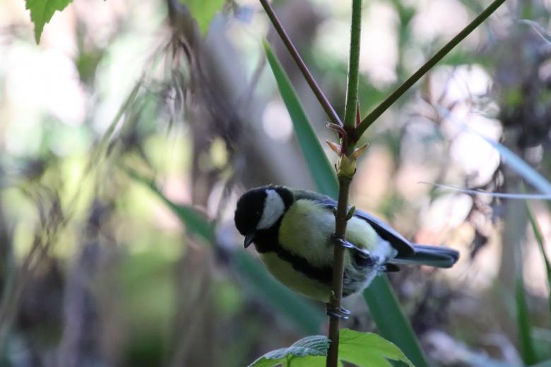 Free stock image of Black-capped chickadee created by GAIMARD Jacques