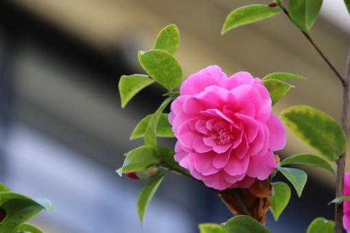 Pink camellia flower in a garden - Free Stock Photo