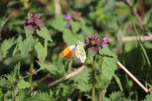 Free Stock Photo of Spring lunch for a beautiful butterfly