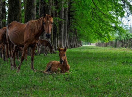 Horses in Nature - Free Stock Photo
