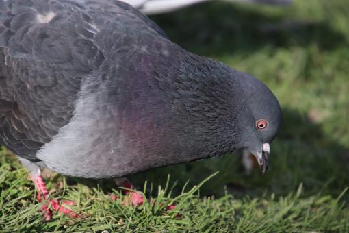 Free Stock Photo of Pigeon searching for food on the grass