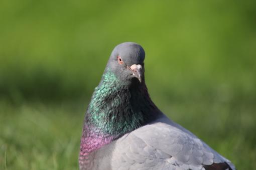 Free Stock Photo of Are you spying on me??