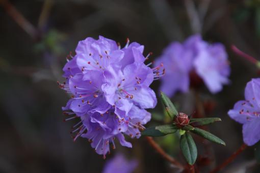 First rhododendron flowers of the season - Free Stock Photo