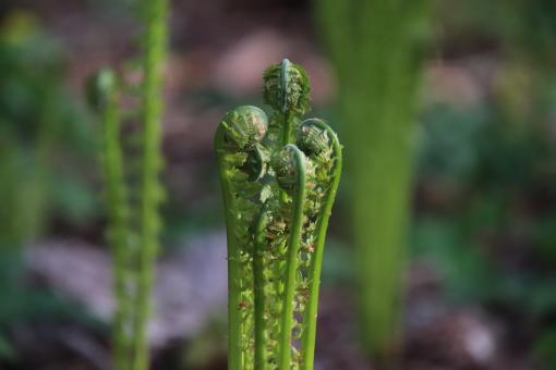 Fiddleheads - Free Stock Photo