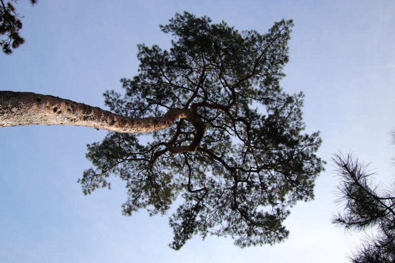 Free stock image of Pine tree from under created by GAIMARD Jacques