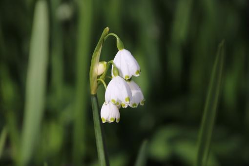 Great spring flower in a garden - Free Stock Photo