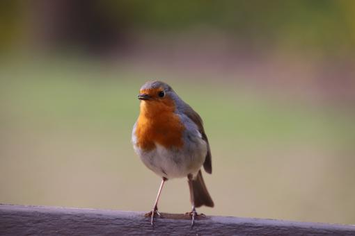 Hi!! Beautiful robin - Free Stock Photo