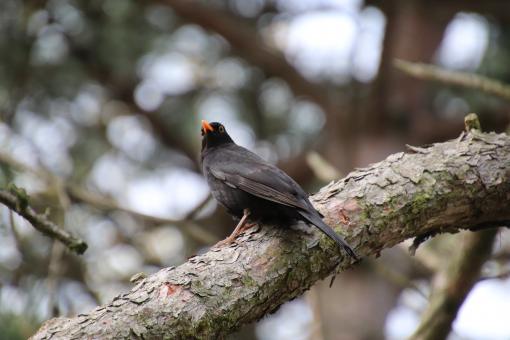Free Stock Photo of I'm siiiiiinging on my branch  ♪♪♫♪♫♪