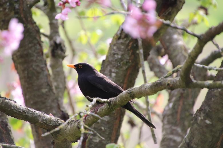 Free stock image of Finally! Spring's here created by GAIMARD Jacques