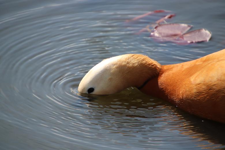 Free stock image of Mandarin duck ready for diving created by GAIMARD Jacques