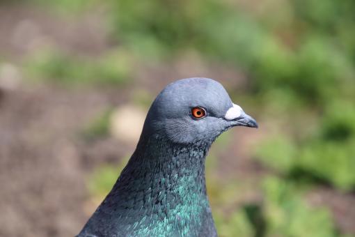 Free Stock Photo of Look me in the eye!!