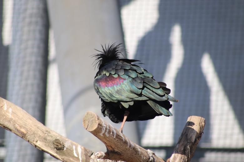 Free stock image of One-leg scare-crow pouting on its branch... created by GAIMARD Jacques