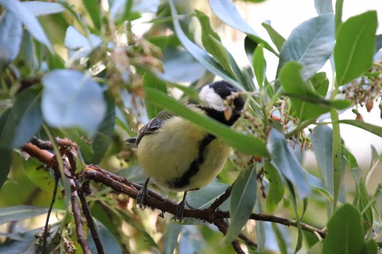 Free stock image of Black-capped chickadee having lunch created by GAIMARD Jacques