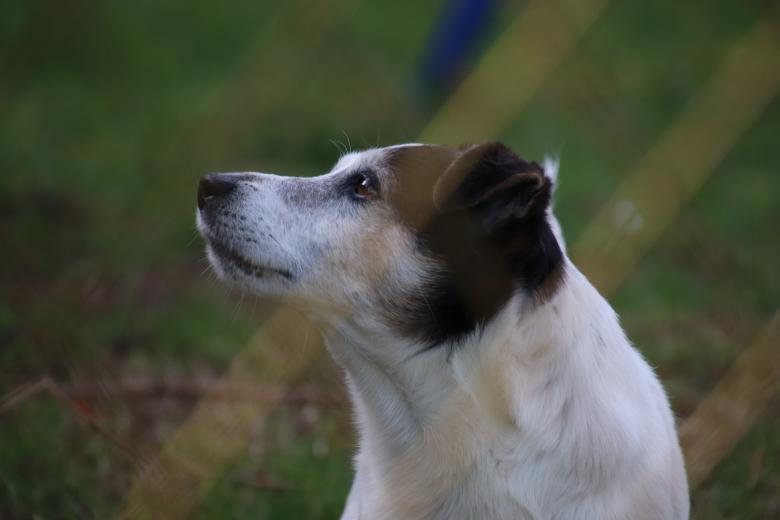 Free stock image of Dog smelling the intruder... created by GAIMARD Jacques