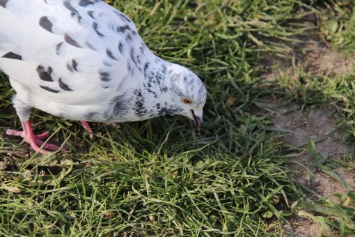 Free Stock Photo of I just had lunch with a Dalmatian dog!