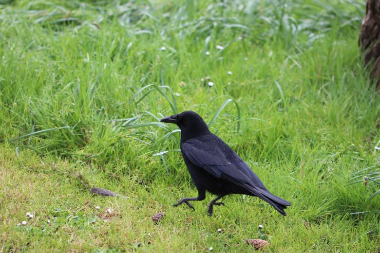 Free stock image of Scarred crow... created by GAIMARD Jacques