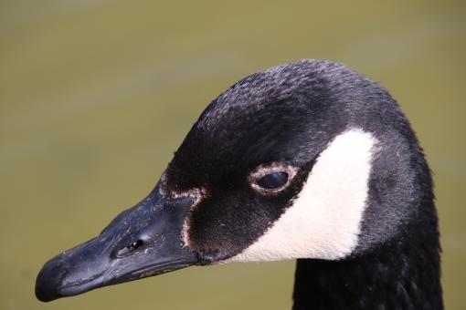 Free Stock Photo of For a close-up, that's a close-up!!