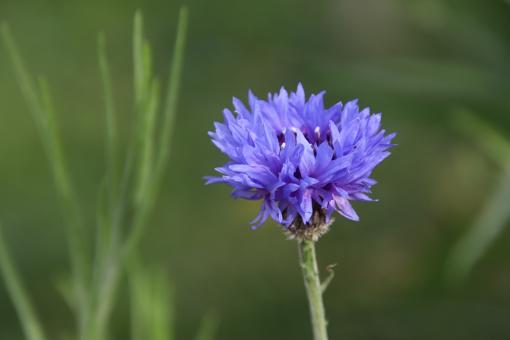 Beautiful Centaury - Free Stock Photo