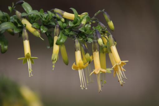 Spring blooming of an exotic plant - Free Stock Photo