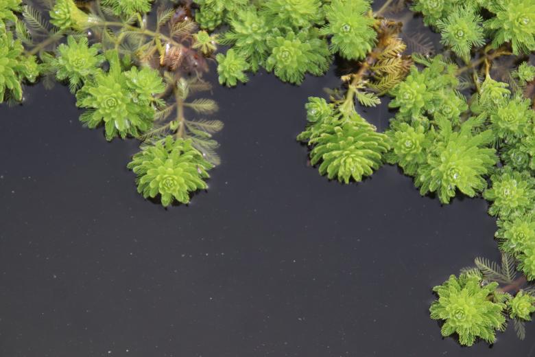 Free stock image of Floating plants in a pond created by GAIMARD Jacques